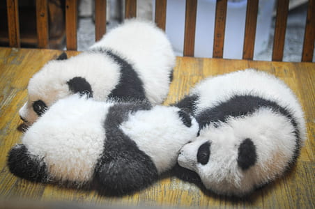 three white-and-black panda cubs on table thumbnail