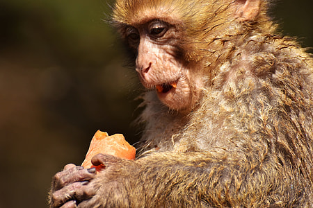 Barbary Ape, Endangered Species thumbnail