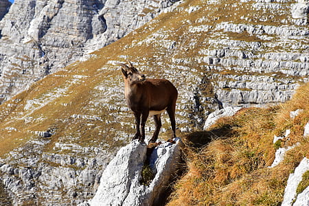 brown goat on top of gray rock formation near mountain thumbnail