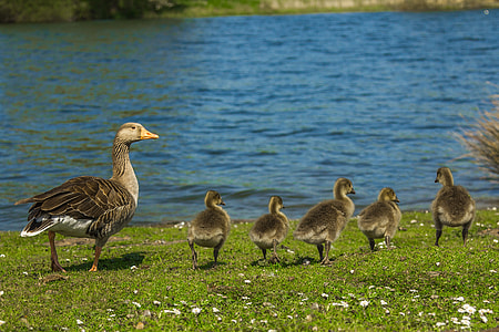 selective focus photography of geese near ocean thumbnail