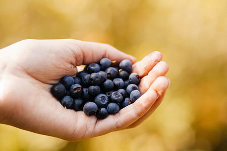 Selective Focus Photography of Blueberry on Human Hand thumbnail