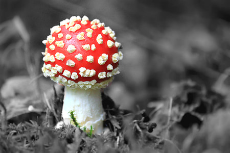 red and white mushroom thumbnail