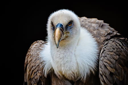 Vulture Bird thumbnail