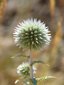 Plant Geometry, Plant Architecture thumbnail