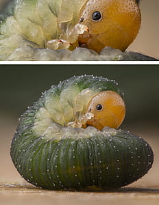 closeup photography of green caterpillar collage thumbnail