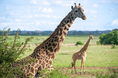 two giraffes on grass field thumbnail