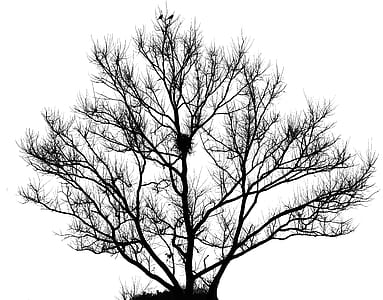 silhouette photo of bare tree thumbnail