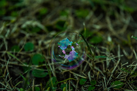 grass, plant, bubble, macro thumbnail