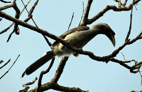 Indian Grey Hornbill, Ocyceros Birostris thumbnail
