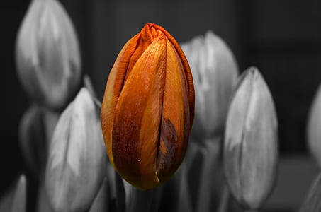 orange flower selective color flower thumbnail