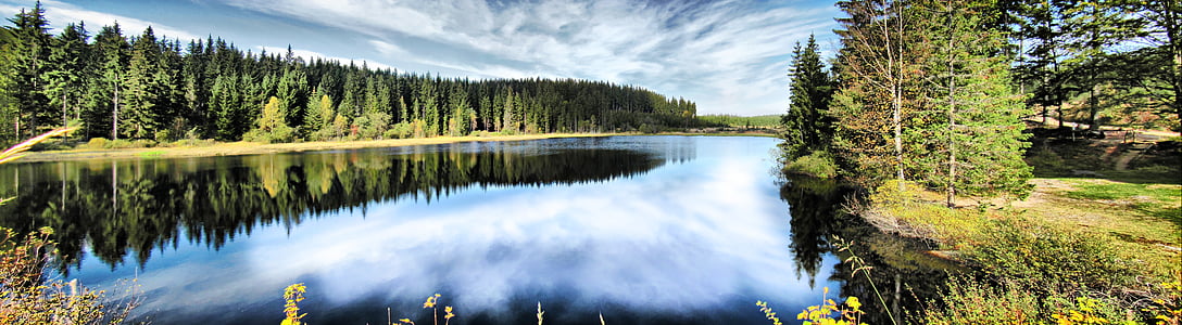 calm body of water at forest thumbnail