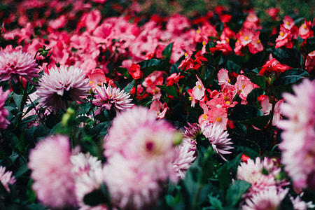 pink and red petaled flower field thumbnail
