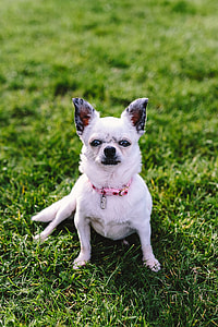 Small dogs on the grass thumbnail
