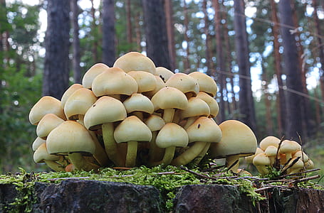 brown and white mushrooms thumbnail