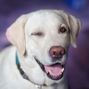 short-coated white dog thumbnail