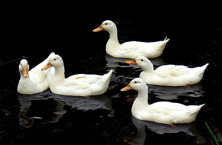 wildlife photography of five white ducks thumbnail