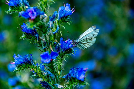 gray butterfly perching on blue petaled flowers selective focus photography thumbnail