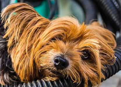 tan Australian terrier puppy close-up phot thumbnail