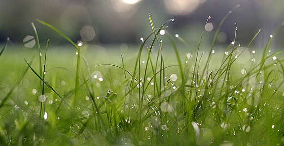 green grass macro photography thumbnail