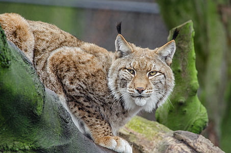 selective focus photography of brown lynx lying on brown surface thumbnail