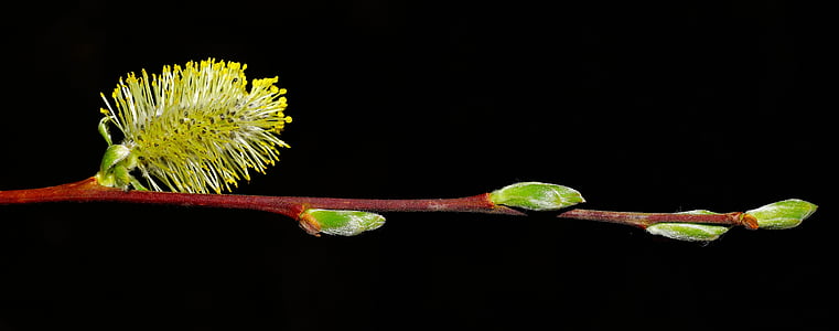 green branch with leaves thumbnail