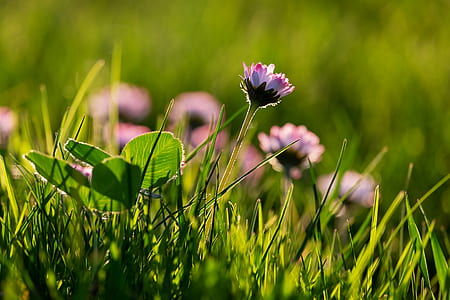 purple flowers thumbnail