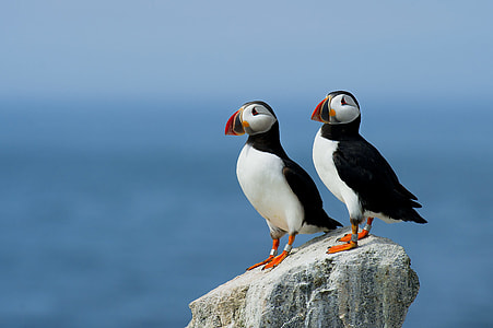 Atlantic Puffin, Pair, puffin, two thumbnail