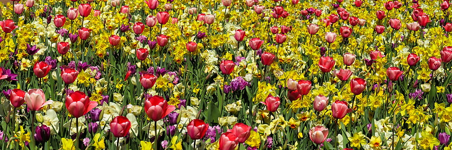red-and-purple tulip field thumbnail