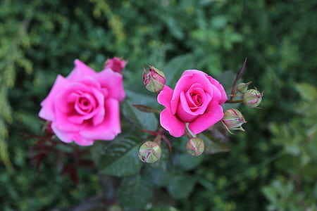 selective focus photography of two pink roses thumbnail