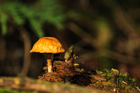 brown mushroom thumbnail