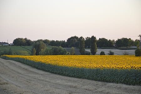 field of sunflower thumbnail