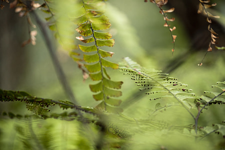 close up photo of green fern leaves thumbnail