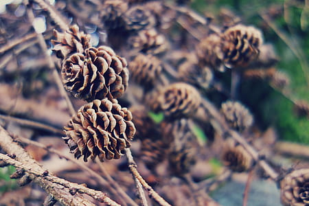 selective focus photo of pinecone fruits thumbnail
