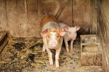 two white pigs beside wooden feeding box thumbnail