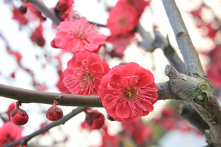 selective focus photography of red cherry blossoms thumbnail