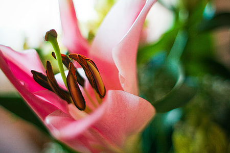 Detail of Pink Lily thumbnail