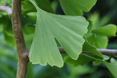 shallow focus photography of green plant leaf thumbnail
