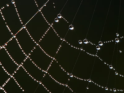 selective macro photography of water droplets on spider web thumbnail