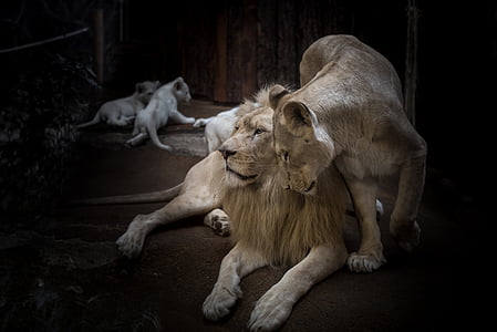 photo of lion and lioness thumbnail