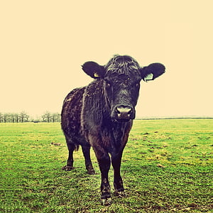 black cattle standing on grass field thumbnail
