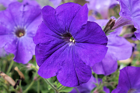 closeup photo of purple petaled flowers thumbnail