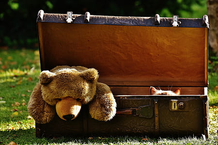 brown bear plush toy on brown wooden chest thumbnail