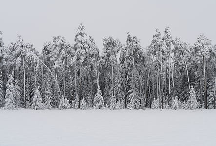snow covered trees on snow covered terrain thumbnail