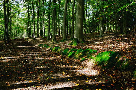 clear pathway through the woods thumbnail
