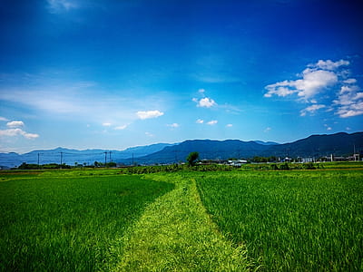 green grass under blue sky wallpaper thumbnail