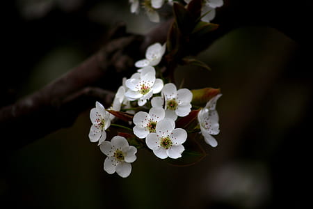 white cherry blossoms in selective focus photography thumbnail