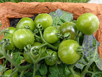 Green Tomatoes, Balcony Tomatoes thumbnail