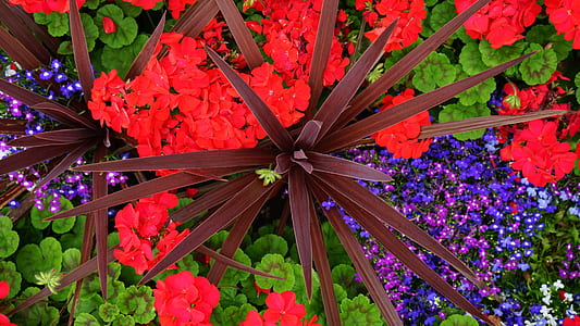 nature, red, flowers, purple thumbnail