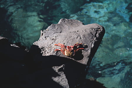 red and brown crab on gray rock above blue waters thumbnail