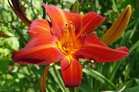 close-up photography of red daylily flower thumbnail